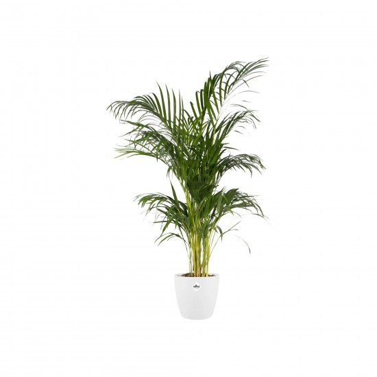 Shop quality Elho Brussels Indoor Round Flowerpot, White, 30 cm in Kenya from vituzote.com Shop in-store or get countrywide delivery!