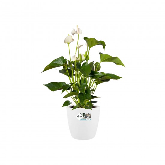Elho Brussels Indoor Round Flowerpot, White, 30 cm Shop quality Elho Brussels Indoor Round Flowerpot, White, 30 cm in Kenya from vituzote.com Shop in-store or get countrywide delivery!