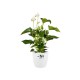 Elho Brussels Indoor Round Flowerpot, White, 30 cm Shop quality Elho Brussels Indoor Round Flowerpot, White, 30 cm in Kenya from vituzote.com Shop in-store or get countrywide delivery!