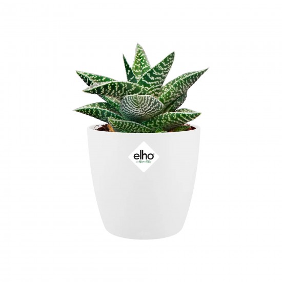Shop quality Elho Brussels Round Mini White, 9.5cm in Kenya from vituzote.com Shop in-store or online and get countrywide delivery!