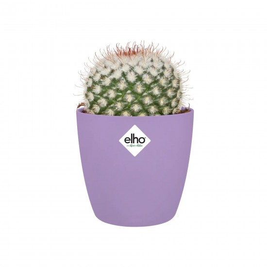 Elho Brussels Round Mini New Violet, 7cm, 8711904332914 Shop quality Elho Brussels Round Mini New Violet, 7cm in Kenya from vituzote.com Shop in-store or online and get countrywide delivery!