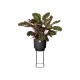 Shop quality Elho B.for Studio Round 30cm Diameter / 68.9 cm Height - Flower Pot for Indoor, Living Black in Kenya from vituzote.com Shop in-store or online and get countrywide delivery!