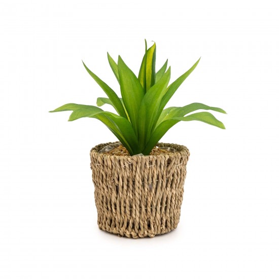 Shop quality Candlelight Succulent In Seagrass Basket, 24cm in Kenya from vituzote.com Shop in-store or online and get countrywide delivery!