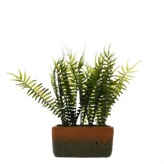 Shop quality Candlelight The Flower Patch Fern Green in Rectangular Pot, 28cm in Kenya from vituzote.com Shop in-store or online and get countrywide delivery!