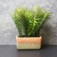 Shop quality Candlelight The Flower Patch Fern Green in Rectangular Pot, 28cm in Kenya from vituzote.com Shop in-store or online and get countrywide delivery!