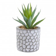 Candlelight Aloe Vera in Patterned Cement Pot Grey, 11.5cm
