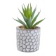 Shop quality Candlelight Aloe Vera in Patterned Cement Pot Grey, 11.5cm in Kenya from vituzote.com Shop in-store or online and get countrywide delivery!