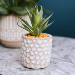 Candlelight Aloe Vera in Patterned Cement Pot Grey, 11.5cm