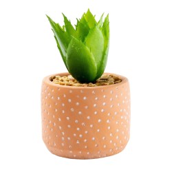 Candlelight Spikey Succulent in Spotty Cement Pot Red, 12cm