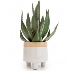 Candlelight The Flower Patch Aloe Vera Plant in Pot White 36cm