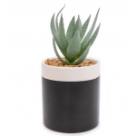 Candlelight Aloe Vera Artificial Plant in Black Cera, 12.5cm