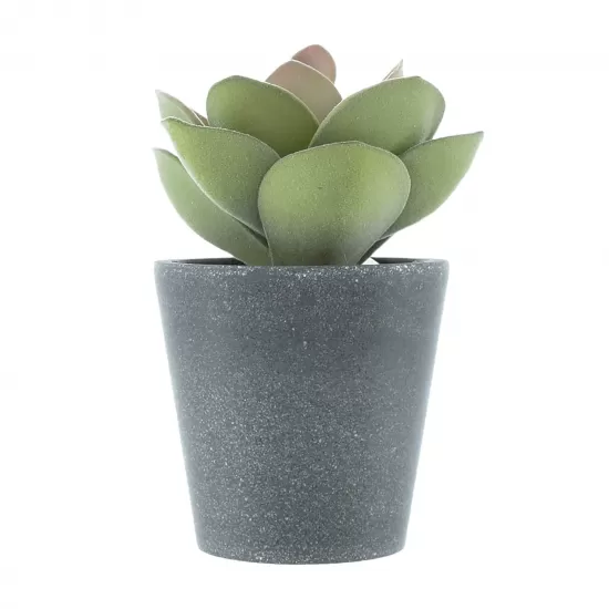 Candlelight The Flower Patch Round Leaf Succulent Green in Pot, 15cm, 637331 Shop quality Candlelight The Flower Patch Round Leaf Succulent Green in Pot, 15cm in Kenya from vituzote.com Shop in-store or online and get countrywide delivery!