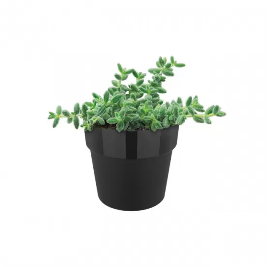 Elho Original Round Mini Plant Pot - Living Black, 9cm, 8711904348212 Shop quality Elho Original Round Mini Plant Pot - Living Black, 9cm in Kenya from vituzote.com Shop in-store or online and get countrywide delivery!