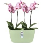 Elho Brussels Orchid Duo Indoor Flowerpot - Soft Green - 12.6 cm Height