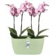 Shop quality Elho Brussels Orchid Duo Indoor Flowerpot - Soft Green - 12.6 cm Height in Kenya from vituzote.com Shop in-store or online and get countrywide delivery!