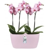 Elho Brussels Orchid Duo Indoor Flowerpot - Soft Pink - 12.6 cm Height