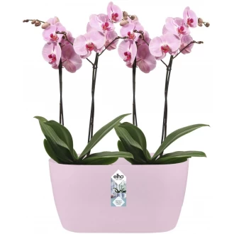 Elho Brussels Orchid Duo Indoor Flowerpot - Soft Pink - 12.6 cm Height