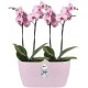 Shop quality Elho Brussels Orchid Duo Indoor Flowerpot - Soft Pink - 12.6 cm Height in Kenya from vituzote.com Shop in-store or online and get countrywide delivery!