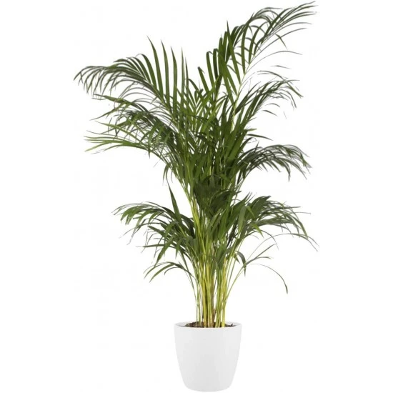 Elho Brussels Round Indoor Flowerpot - White, 14cm, 8711904071066 Shop quality Elho Brussels Round Indoor Flowerpot - White, 14cm in Kenya from vituzote.com Shop in-store or online and get countrywide delivery!