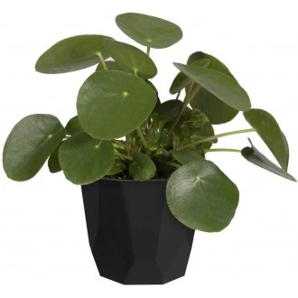 Elho Geometric 14cm indoor Flowerpot - Black