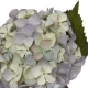 Candlelight Single Hydrangea Two Tone Green and Blue Faux Stem, 46cm, 672752 Shop quality Candlelight Single Hydrangea Two Tone Green and Blue Faux Stem, 46cm in Kenya from vituzote.com Shop in-store or online and get countrywide delivery!