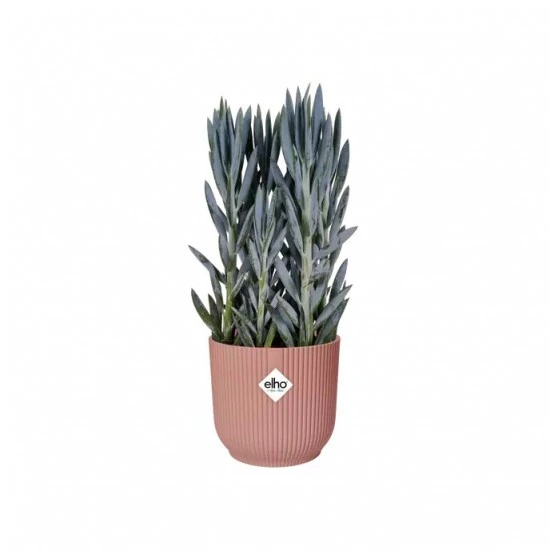 Shop quality Elho Vibes Fold Round Delicate Pink, 16cm in Kenya from vituzote.com Shop in-store or online and get countrywide delivery!