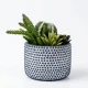 Dunlem Cactus & Succulent Arrangement in a Cement pot, 19cm 