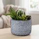 Dunlem Cactus & Succulent Arrangement in a Cement pot, 19cm 
