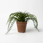 Dunlem mixed plant arrangement in a 17cm terracotta pot