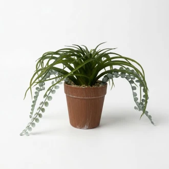 Dunlem mixed plant arrangement in a 17cm terracotta pot