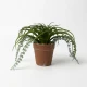 Dunlem mixed plant arrangement in a 17cm terracotta pot