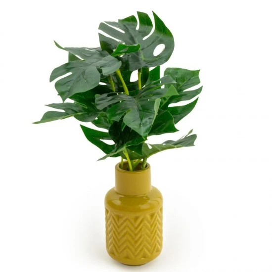 Candlelight High Cheese Plant In Ceramic Zig Zag Vase Ochre, 30cm, 635702 Shop quality Candlelight High Cheese Plant In Ceramic Zig Zag Vase Ochre, 30cm in Kenya from vituzote.com Shop in-store or online and get countrywide delivery!