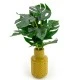 Candlelight High Cheese Plant In Ceramic Zig Zag Vase Ochre, 30cm, 635702 Shop quality Candlelight High Cheese Plant In Ceramic Zig Zag Vase Ochre, 30cm in Kenya from vituzote.com Shop in-store or online and get countrywide delivery!