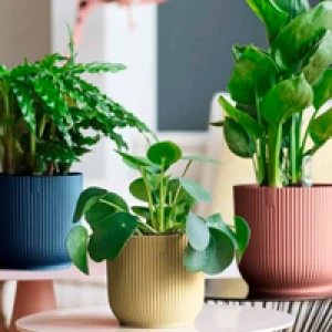 Vases, Pots & Planters