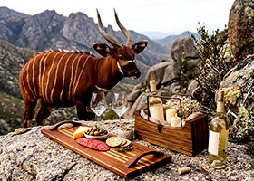 Mountain Bongo inspiration behind Bongo QP collection